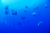 FSH 03 WF0010 01
Large School Of Devil Fish Swimming Underwater