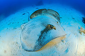 FSH 03 WF0011 01
Honeycomb Stingray On Sandy Sea Bottom