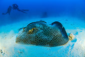 FSH 03 WF0012 01
Honeycomb Stingray On Sandy Sea Bottom By Divers