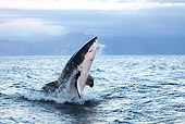FSH 04 GL0001 01
Great White Shark Breaching In Bay South Africa