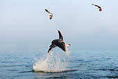 FSH 04 GL0002 01
Great White Shark Breaching In Bay South Africa