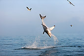 FSH 04 GL0003 01
Great White Shark Breaching In Bay South Africa