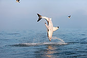FSH 04 GL0004 01
Great White Shark Breaching In Bay South Africa