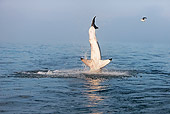 FSH 04 GL0005 01
Great White Shark Breaching In Bay South Africa