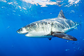 FSH 04 JM0013 01
Great White Shark Swimming In Ocean Mexico