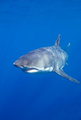 FSH 04 JM0014 01
Great White Shark Swimming In Ocean Mexico