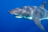 FSH 04 JM0015 01
Head Shot Of Great White Shark Swimming In Ocean Mexico