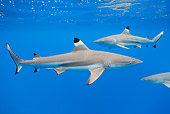 FSH 04 KH0006 01
School Of Blacktip Reef Sharks