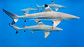 FSH 04 KH0007 01
School Of Blacktip Reef Sharks