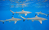 FSH 04 KH0008 01
School Of Blacktip Reef Sharks