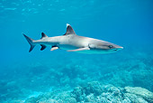 FSH 04 KH0009 01
Whitetip Reef Shark