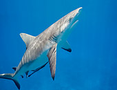 FSH 04 KH0010 01
Grey Reef Shark