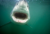 FSH 04 KH0011 01
Great White Shark Opening Mouth
