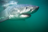 FSH 04 KH0012 01
Close-Up Of Great White Shark