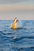 FSH 04 KH0014 01
Great White Shark Leaping Out Of Ocean Catching Seal