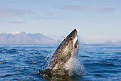 FSH 04 KH0015 01
Great White Shark Leaping Out Of Ocean Catching Seal