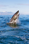 FSH 04 KH0016 01
Great White Shark Leaping Out Of Ocean Catching Seal