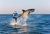 FSH 04 KH0017 01
Great White Shark Leaping Out Of Ocean Catching Seal