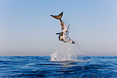 FSH 04 KH0018 01
Great White Shark Leaping Out Of Ocean Catching Seal