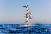FSH 04 KH0019 01
Great White Shark Leaping Out Of Ocean Catching Seal
