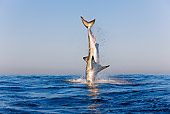 FSH 04 KH0020 01
Great White Shark Leaping Out Of Ocean Catching Seal