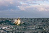 FSH 04 KH0021 01
Great White Shark Leaping Out Of Ocean