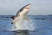 FSH 04 KH0022 01
Great White Shark Leaping Out Of Ocean