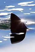 FSH 04 KH0023 01
Great White Shark Dorsal Fin Breaking Surface Of Ocean