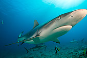 FSH 04 WF0001 01
Gray Reef Shark Swimming Underwater