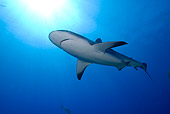 FSH 04 WF0002 01
Caribbean Reef Shark Swimming Underwater
