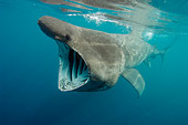 FSH 04 WF0003 01
Basking Shark Feeding Near Surface Of Water