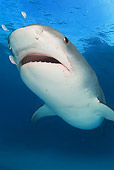 FSH 04 JM0001 01
Tiger Shark (Galeocerdo cuvier) Atlantic Ocean Bahamas