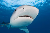 FSH 04 JM0002 01
Tiger Shark (Galeocerdo cuvier) Atlantic Ocean Bahamas