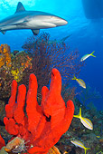 FSH 04 JM0003 01
Caribbean Reef Shark (Carcharhinus perezi) Swimming Above Coral Reef Atlantic Ocean Bahamas