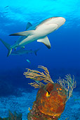FSH 04 JM0004 01
Caribbean Reef Shark (Carcharhinus perezi) Swimming Above Coral Reef  Atlantic Ocean Bahamas