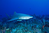 FSH 04 JM0005 01
Lemon Shark 
Bahamas
