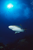 FSH 04 JM0006 01
Caribbean Reef Shark 
Bahamas