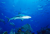 FSH 04 JM0007 01
Caribbean Reef Shark 
Bahamas