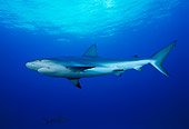 FSH 04 JM0008 01
Caribbean Reef Shark 
Bahamas