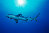 FSH 04 JM0009 01
Caribbean Reef Shark 
Bahamas