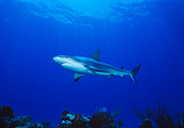FSH 04 JM0010 01
Caribbean Reef Shark 
Bahamas