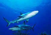 FSH 04 JM0011 01
Caribbean Reef Shark 
Bahamas