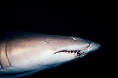 FSH 04 JM0012 01
Grey Nurse Shark (aka Sand Tiger Shark) Swimming Profile View