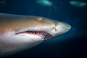 FSH 04 KH0001 01
Grey Nurse Shark (aka Sand Tiger Shark) Swimming Profile