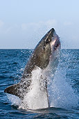 FSH 04 KH0002 01
Great White Shark Jumping Out Of Ocean