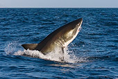 FSH 04 KH0003 01
Great White Shark Jumping Out Of Ocean