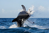 FSH 04 KH0004 01
Great White Shark Jumping Out Of Ocean Grabbing Seal