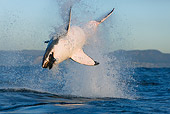 FSH 04 KH0005 01
Great White Shark Jumping Out Of Ocean Grabbing Seal