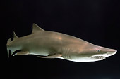 FSH 04 TL0001 01
Grey Nurse Shark (aka Sand Tiger Shark) Swimming Profile View