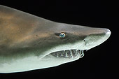 FSH 04 TL0002 01
Grey Nurse Shark (aka Sand Tiger Shark) Swimming Profile View